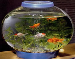 fish 3 SFA Living Gems